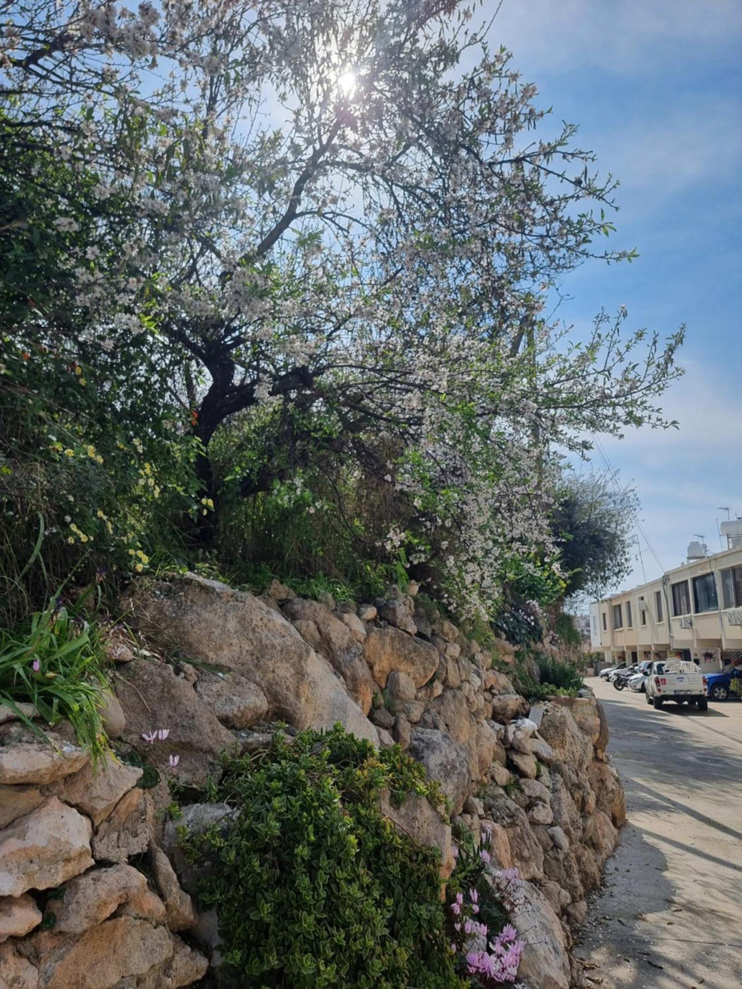 Mediterranean Valley Paphos Exterior foto